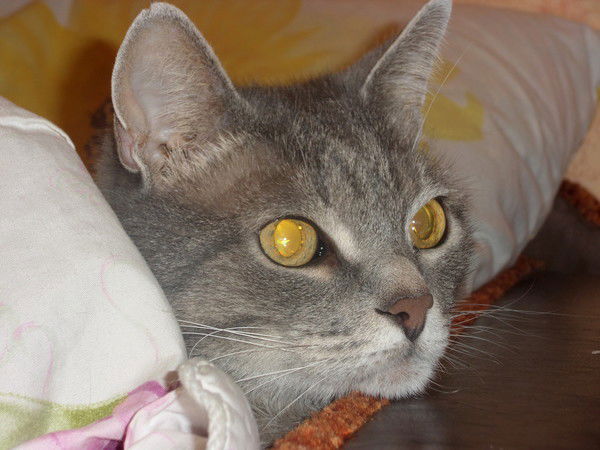 Ирина Ермачкова