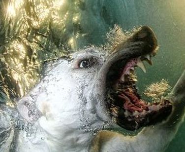 Василий Королович