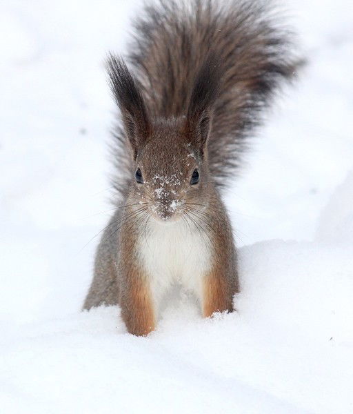 Вася Петров