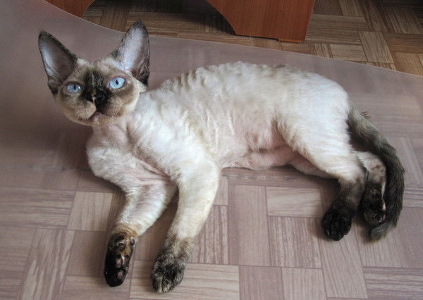 Питомник Кошек Порода Девон Рекс