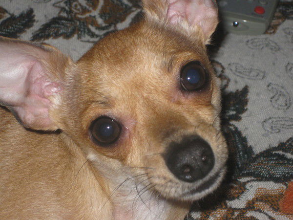 Василий Карлович