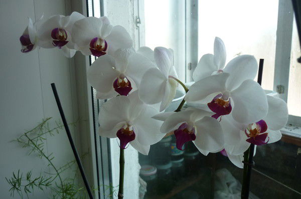 Татьяна Ефименко