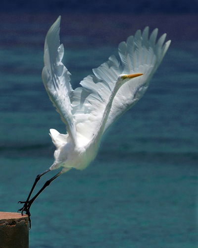 Имя Фамилия