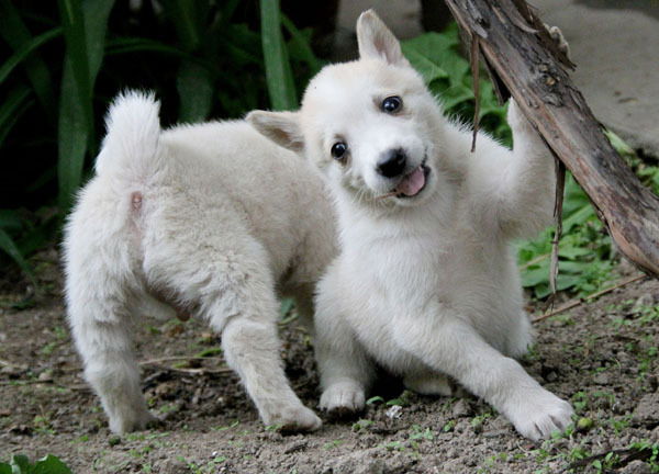 Лайка Щенки