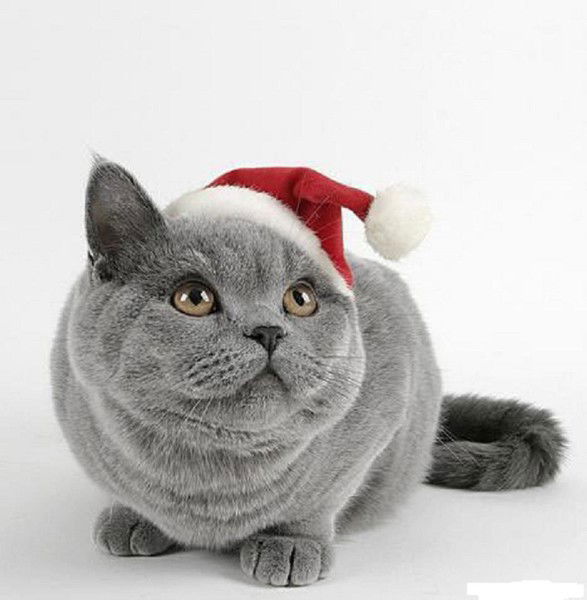 Дмитрий Никонов