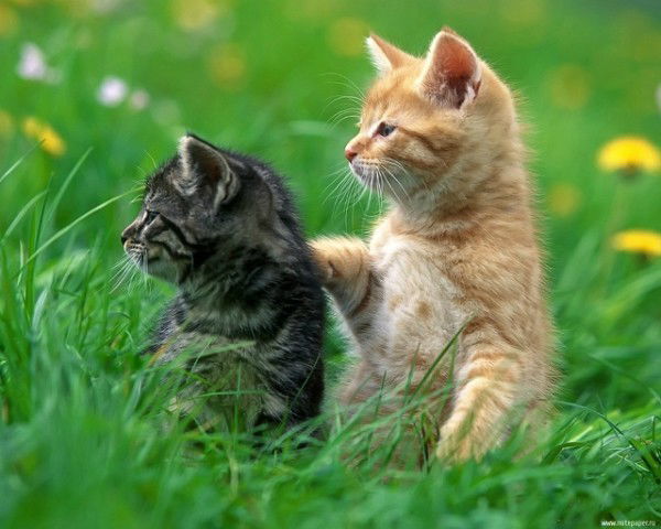 Светлана Андрейчук