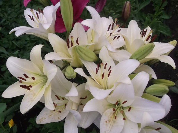 Кадерия Газизова (Закирова)