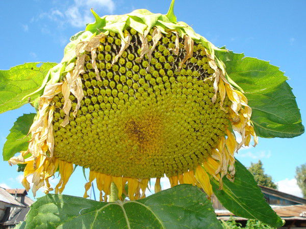 Наталья Новикова