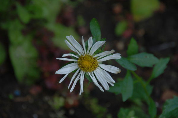 Алена Лапина