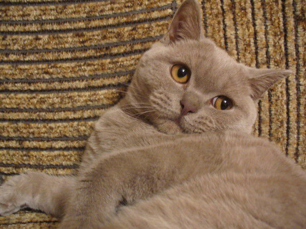 Александр Тираспольский