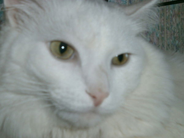 Ольга Буслакова