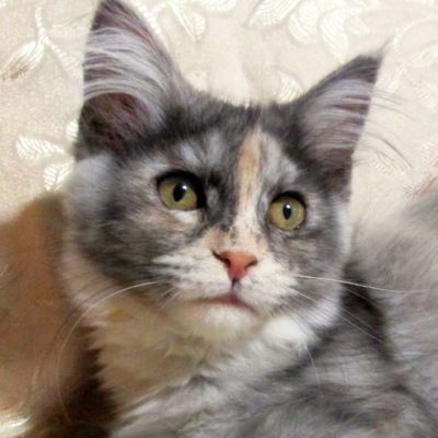 Татьяна Гордей