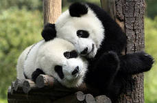 Анжела Шугай