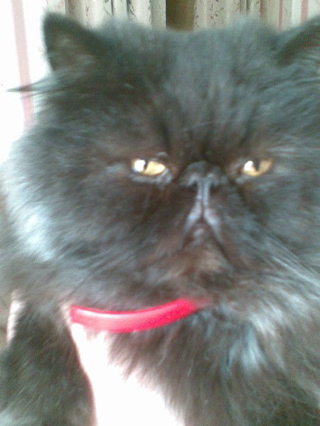 Игорь Мурашко