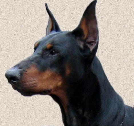 Павел Мищенко