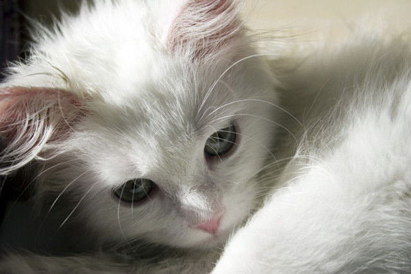 Диана Клименкова