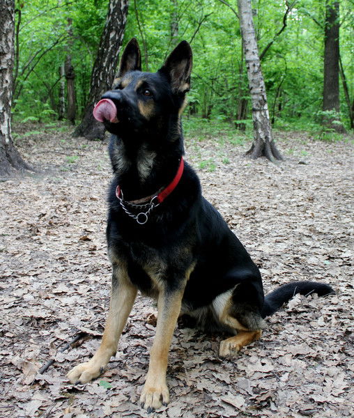 Ермошкина Светлана