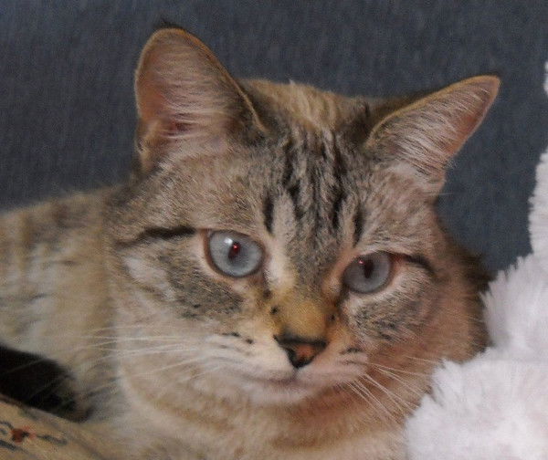 Светлана Сидоренко