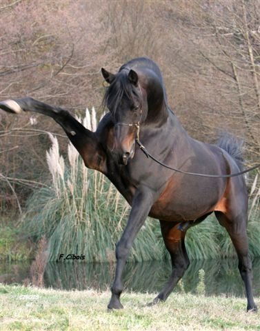 Камал Гасымов