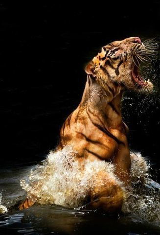 Денис Егоров