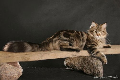 Наталья Ярыгина