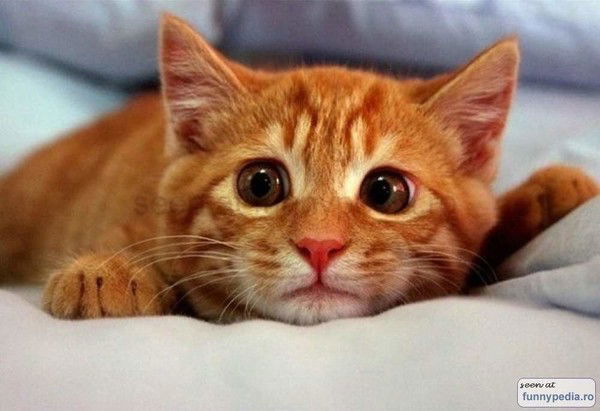 Ольга Степанова