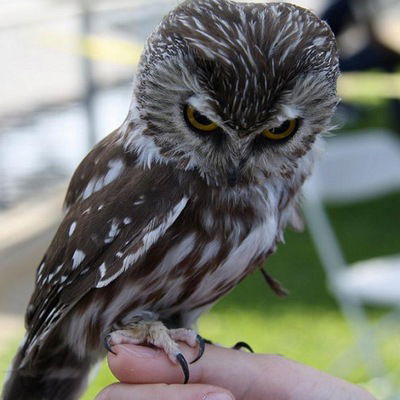 Оксана Злагоднюк