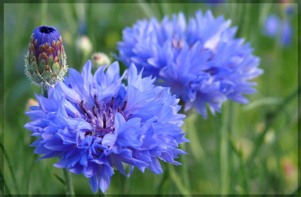 Людмила Мишенина