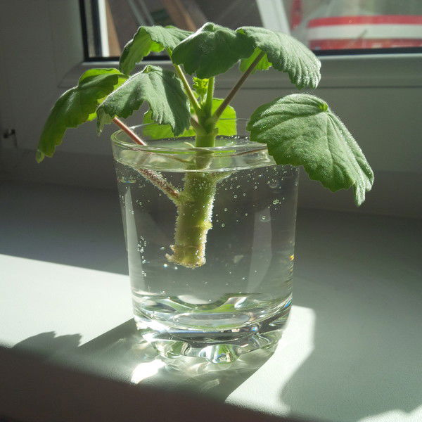 Виталий Зеленов