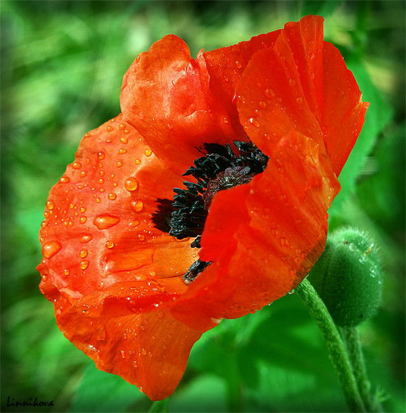 Татьяна Петрова