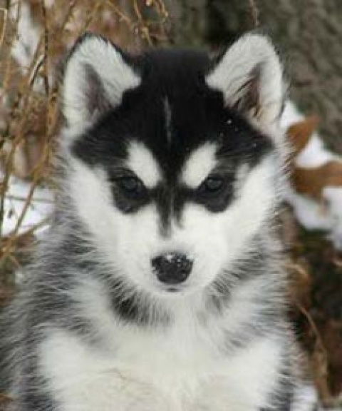 Сергей Коробов