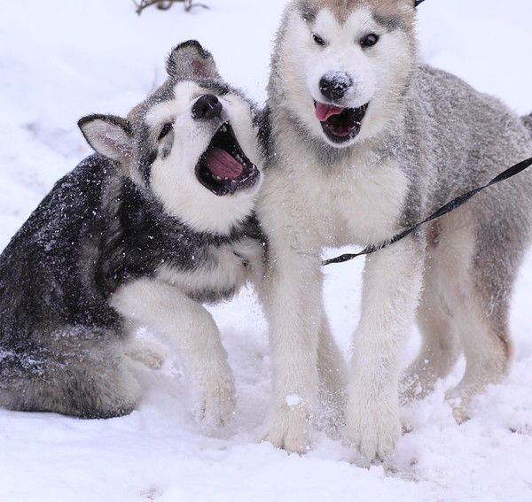 Карина Лойко