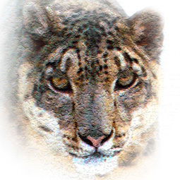 Ирина Логинова