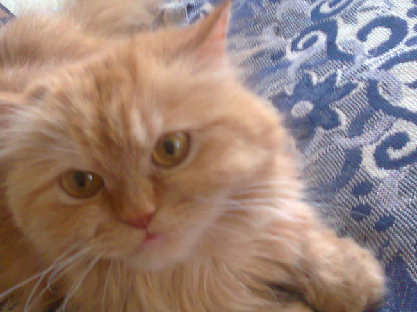 Наталия Тимохович