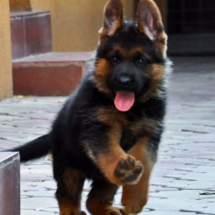 Сергей Новиков