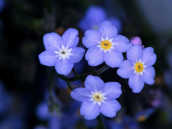 Елена Шимолина