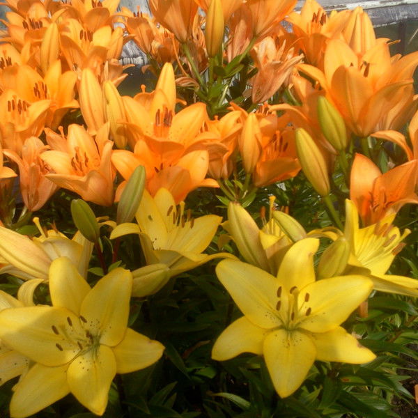 Лариса Шипат