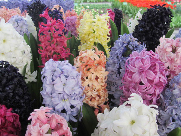 Татьяна Захарова