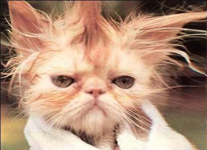 Елена Макаренко