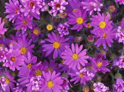 Татьяна Смыслова