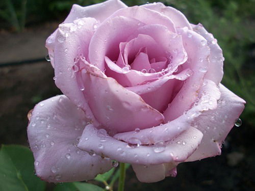 Эльмира Бикмуллина