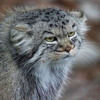 Катя Четкасова