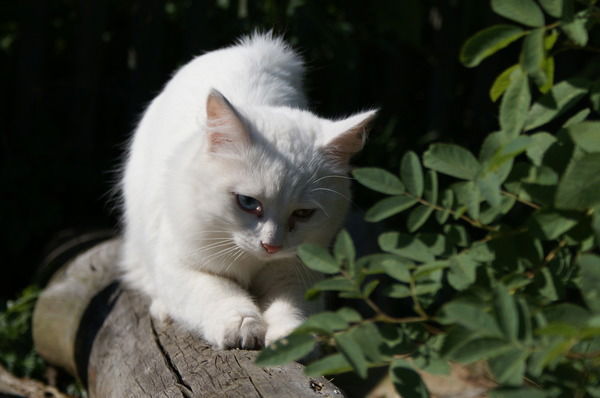 Валерия Акишева