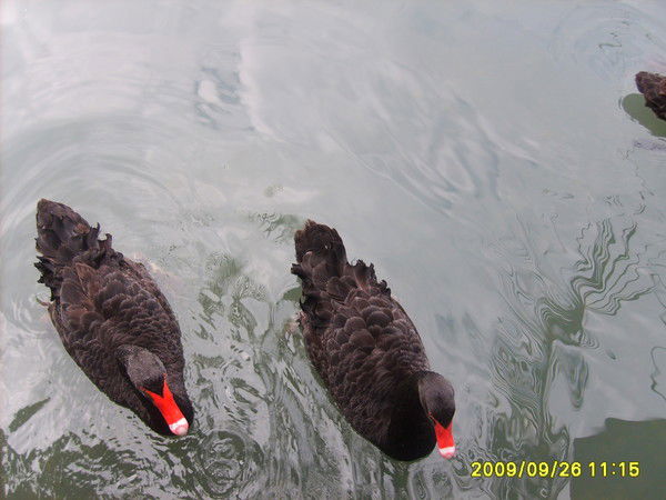 Дима Форостенко