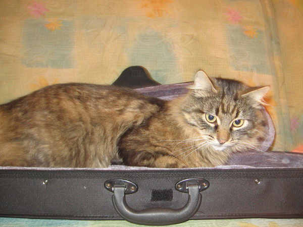 Елена Янович