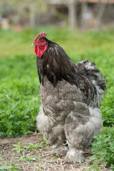 Ольга Маньшина