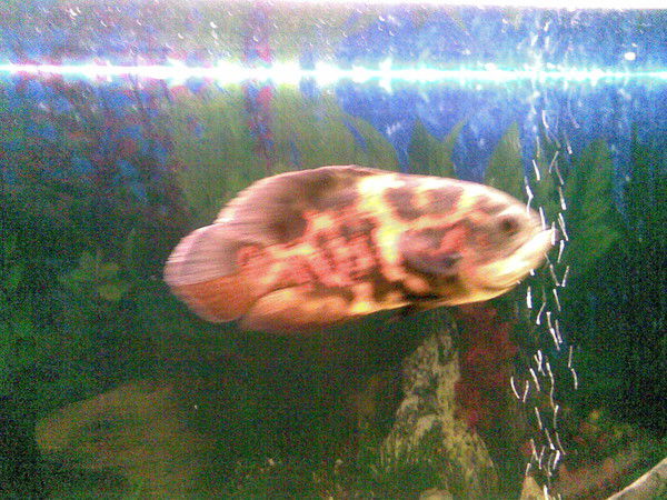 Николай Голованов