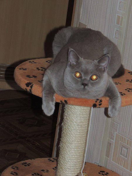 Кушнарева Наталья