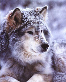 Волчица Одинокая