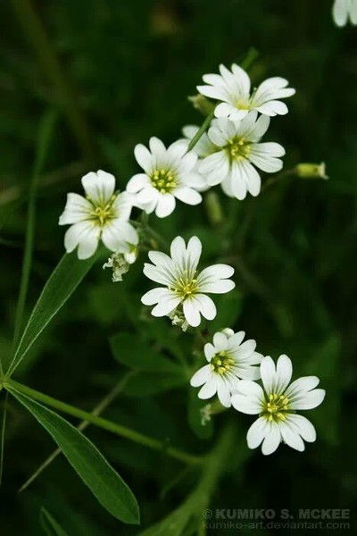 Акзада Касымбекова